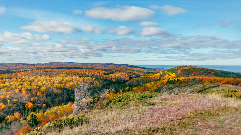 Yellow orange and green trees on top of mountain
