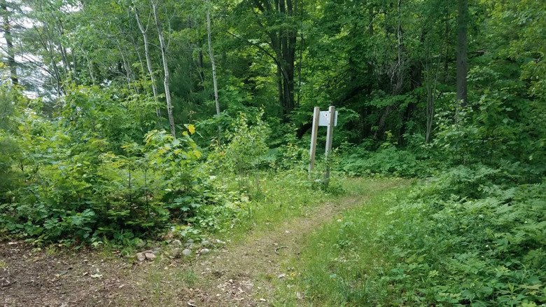 Lush forest trail at Friends of Negwegon State Park