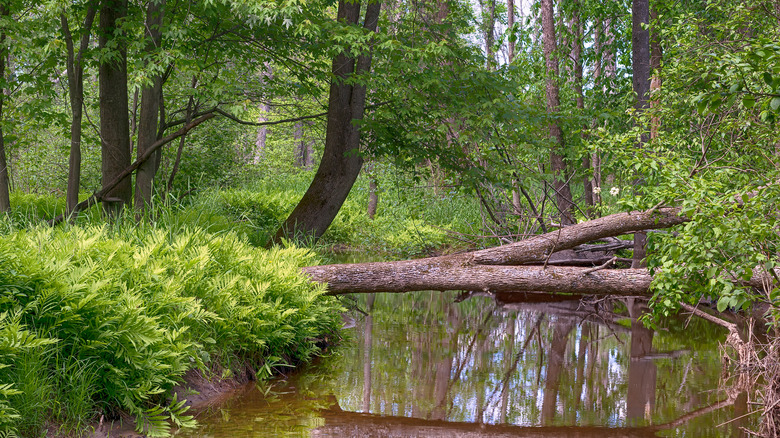 Cedar River in forest in Gladwin, Michigan