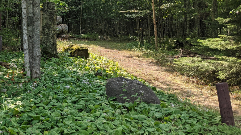 Trail with green leaves at Gardeners Creek Nature Trail