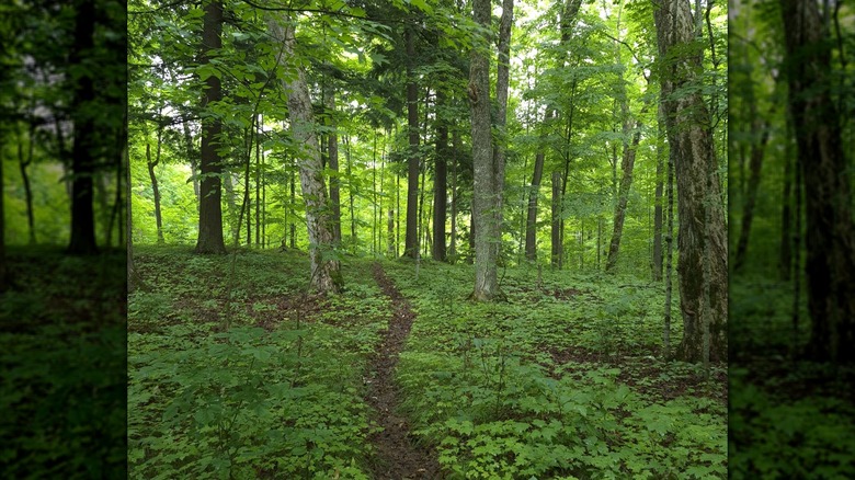 A small trail in the woods at Bewabic State Park