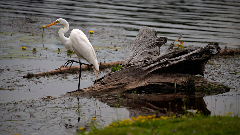 A water bird in Alpena, Michigan, along the Sunrise Coast Birding Trail