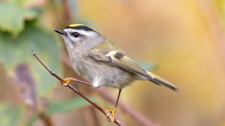 A golden-crowned kinglet, one of the many bird species you can spot along Michigan's birding trails
