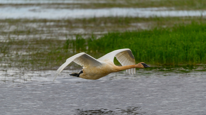 Trumpeter swan in Oscoda, Michigan