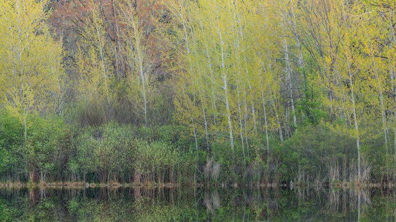 A wooded lake area at Yankee Springs Recreation Area in Michigan