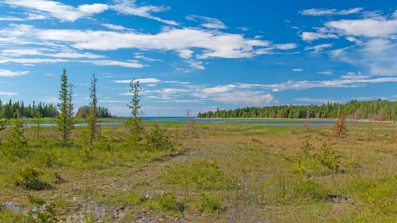 The damp, grassy shoreline at Thompson Harbor State Park beneath blue skies.