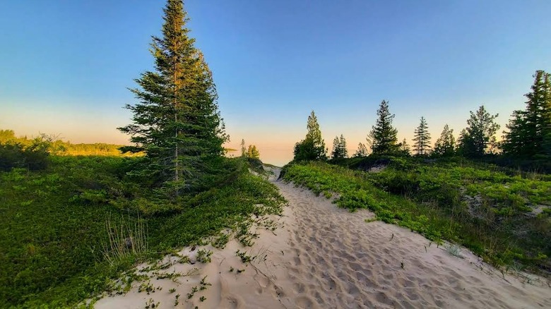 A sand path cuts through evergreen trees and grasses in Thompson's Harbor State Park, Michigan