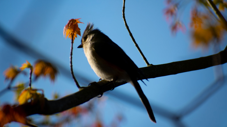 Tufted Titmouse at the Wildwing Trail in Brighton, Michigan