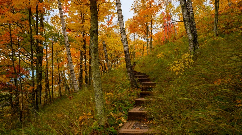 Hiking path in Ottawa National Forest
