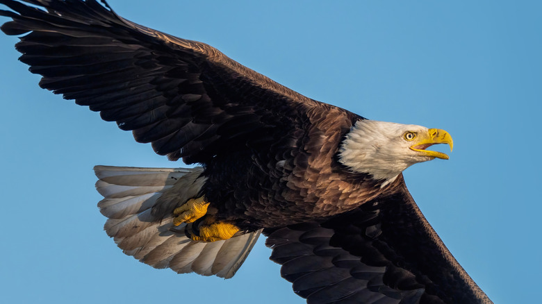 Eagle in flight over Saginaw Bay