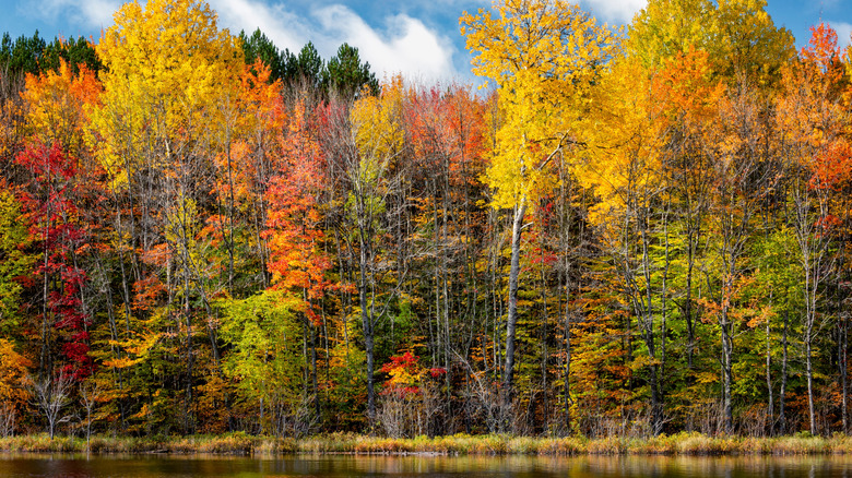 Fall foliage on a lake with blue skies near Munising, Michigan