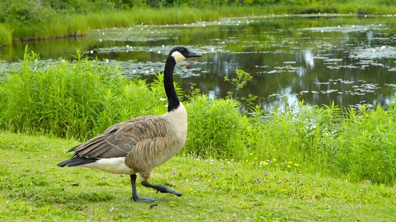 Canada goose at Seney National Wildlife Refuge in Upper Penninsula, Michigan
