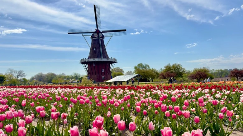 View of Windmill Island Gardens during tulip season