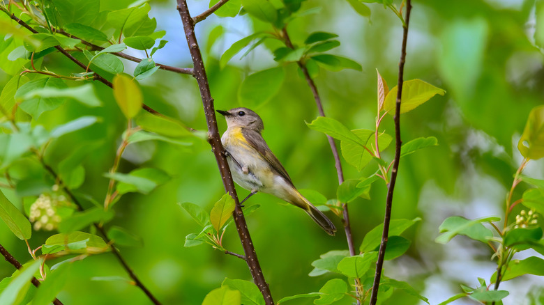 A bird perched on a tree in Tuttle Marsh Wildlife Area