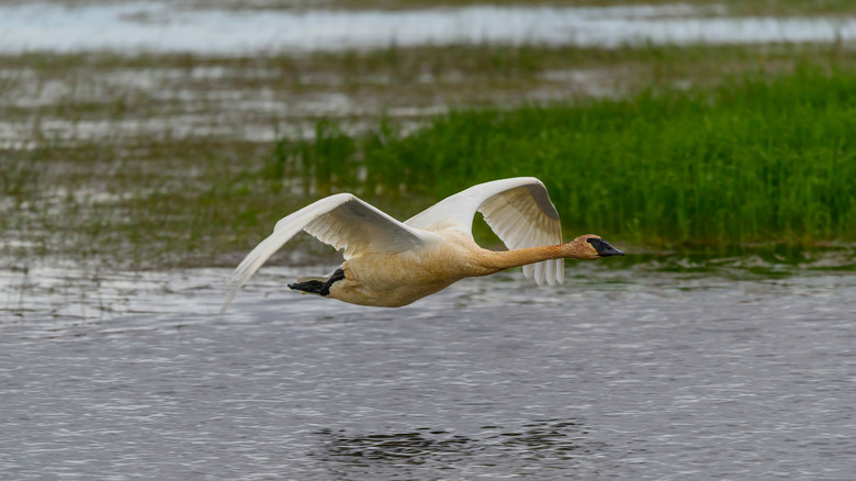 A white bird flying in the Tuttle Marsh Wildlife Area