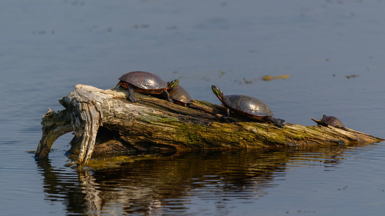 Turtles lying on log in the Tuttle Marsh Wildlife Area
