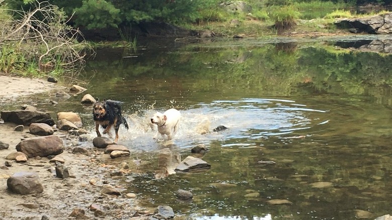 Two dogs running in a pond at Callahan State Park