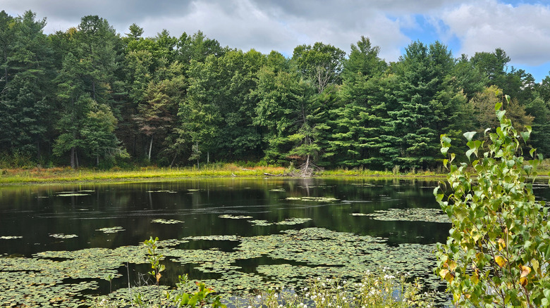 Pond at Callahan State Park in Framingham, surrounded by trees