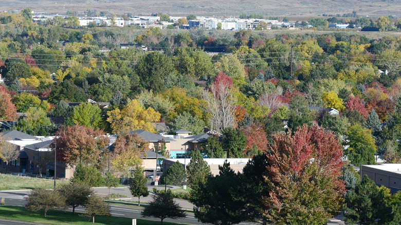 Colorful autumn trees in Louisville, Colorado