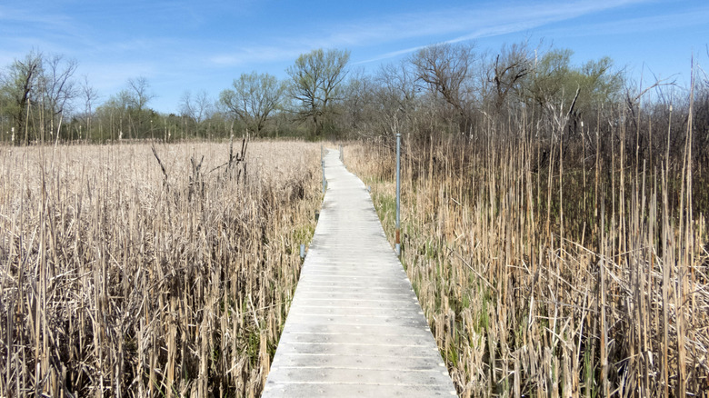 A wooden pathway through a bog
