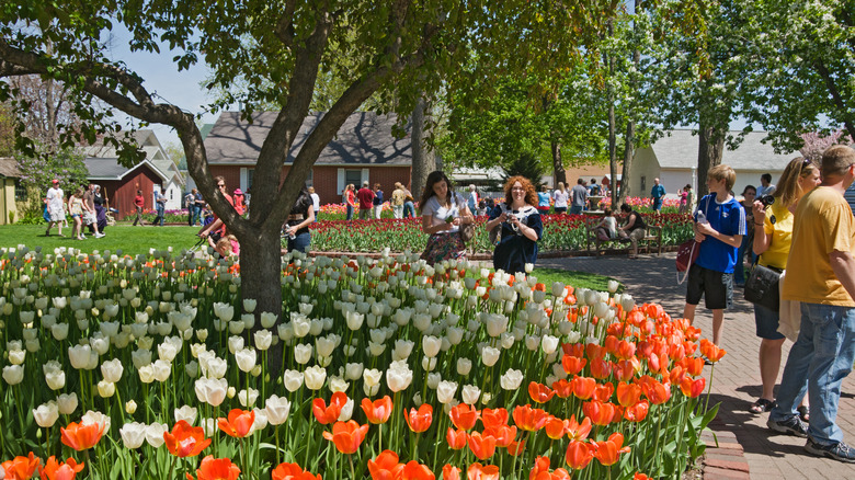People walking among colorful tulips in a park
