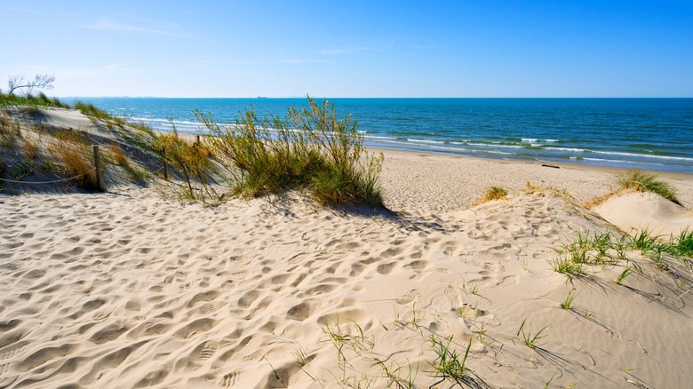 Grasses growing in the dunes on the Lake Michigan shoreline in Indiana Dunes National Park