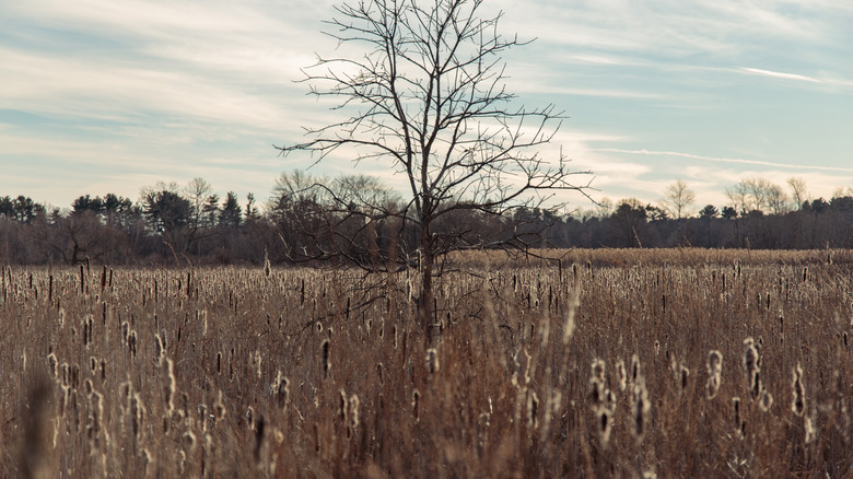 Cattails amass around a single leafless tree on a sunny day in Millennium Park, Boston