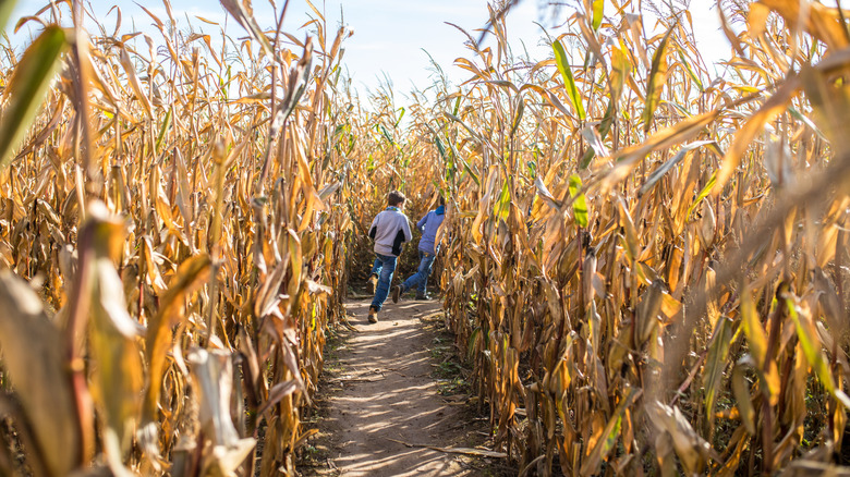 Corn maze with kids playing