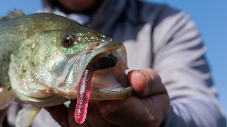 Angler holding a largemouth bass with a ned rig lure in its mouth