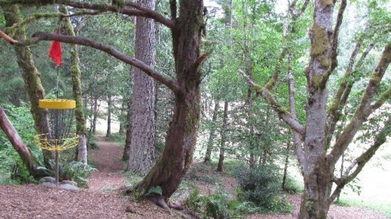 Disc golf hole at Milo McIver State Park, surrounding by tall trees