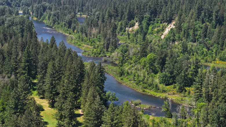 Aerial image of Clackamas River from Milo McIver State Park, surrounding by evergreen forest