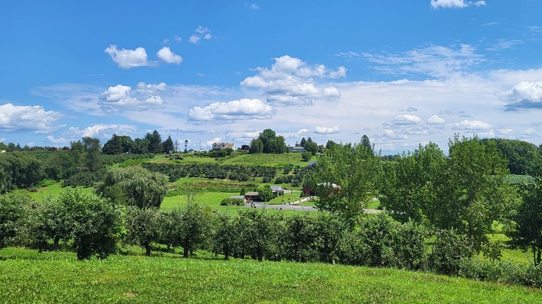 Nostrano Vineyards, idyllic farm and vineyard, in Milton in Hudson Valley of New York