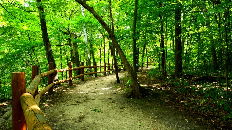 A densely forested walking path in Grant Park with a timber railing.
