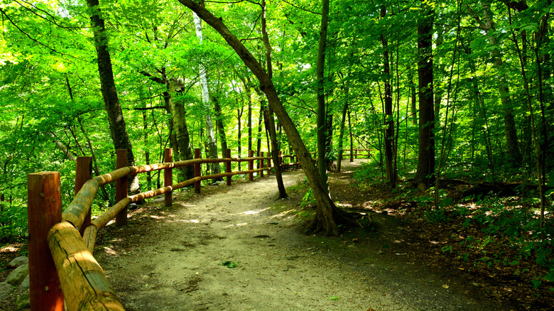 A wooded pathway on the Seven Bridge Trail through Grant Park.