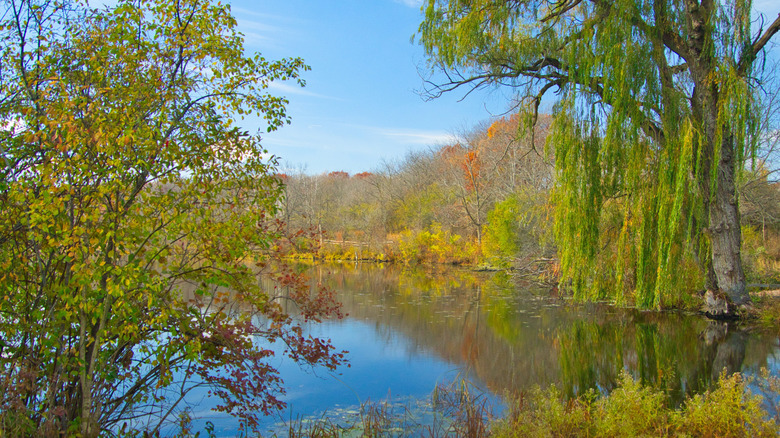Trees and brush lining the shore of a peaceful pond