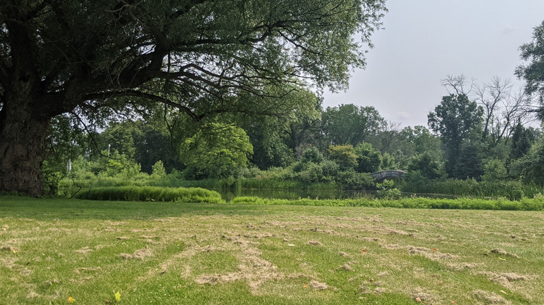 Lawn and trees around a pond in McGovern Park, Milwaukee