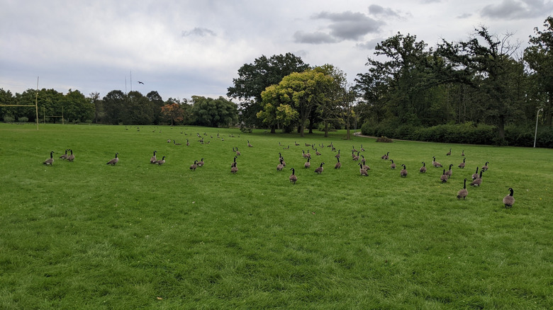 Geese in a field at McGovern Park in Milwaukee