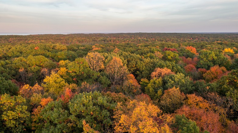 A canopy of colorful fall trees in Mille Lacs Kathio State Park