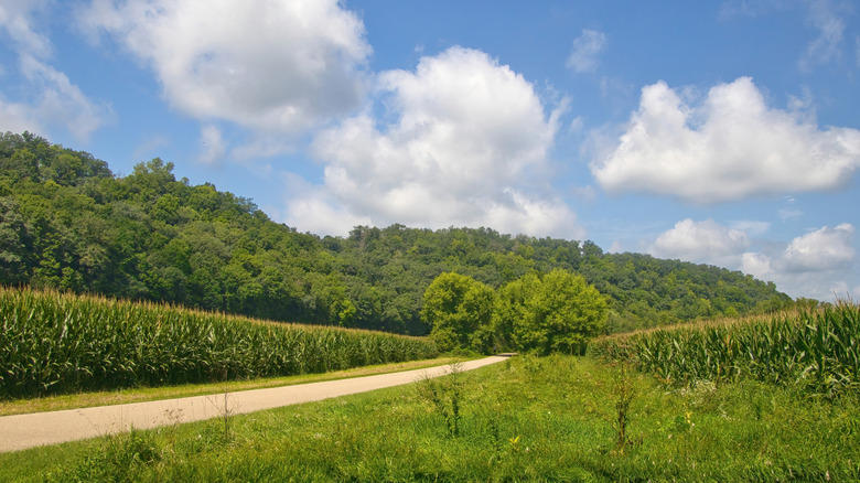 The Root River State Trail passing corn fields near Lanesboro, Minnesota