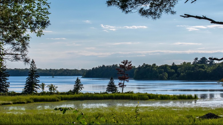 A lake surrounded by trees in northern Minnesota