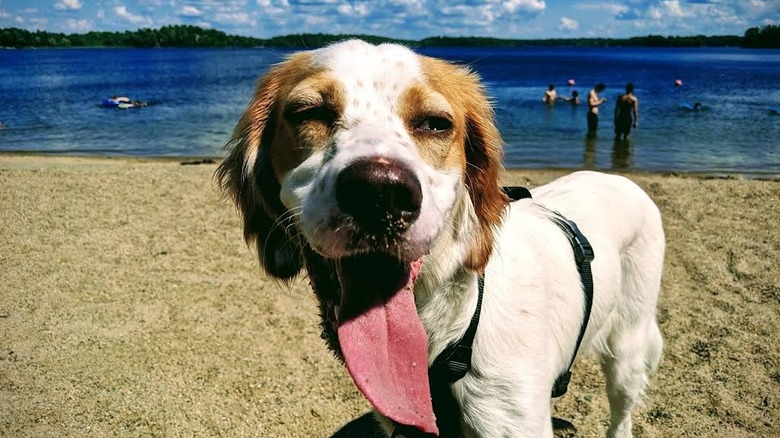 A dog on Tioga Beach with blue water and trees in the background