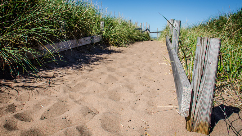 Sandy path in dunes