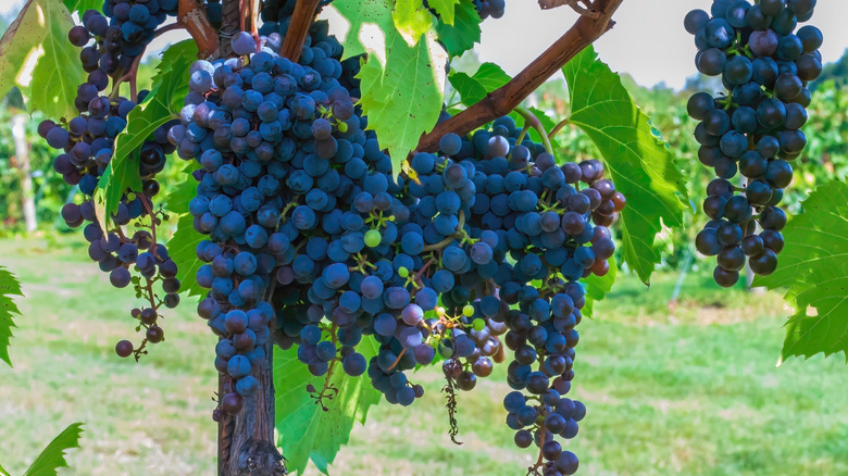 Grapes growing in a Minnesota vineyard