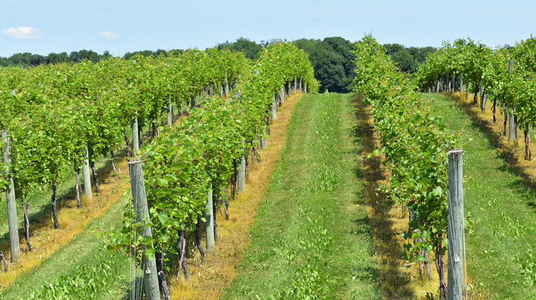 Rows of grape vines in Minnesota