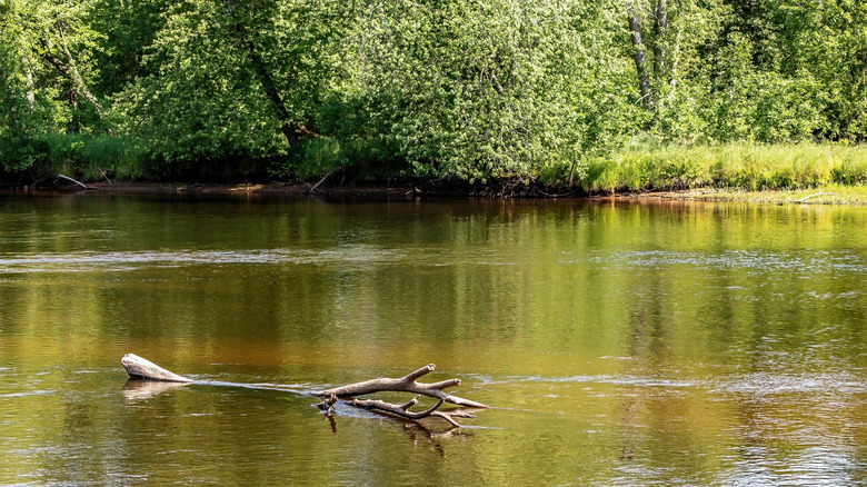 St. Croix River in St. Croix State Park