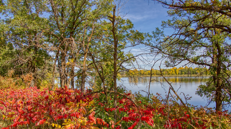 Autumnal foliage in Lake Bronson State Park, Minnesota, on a sunny day