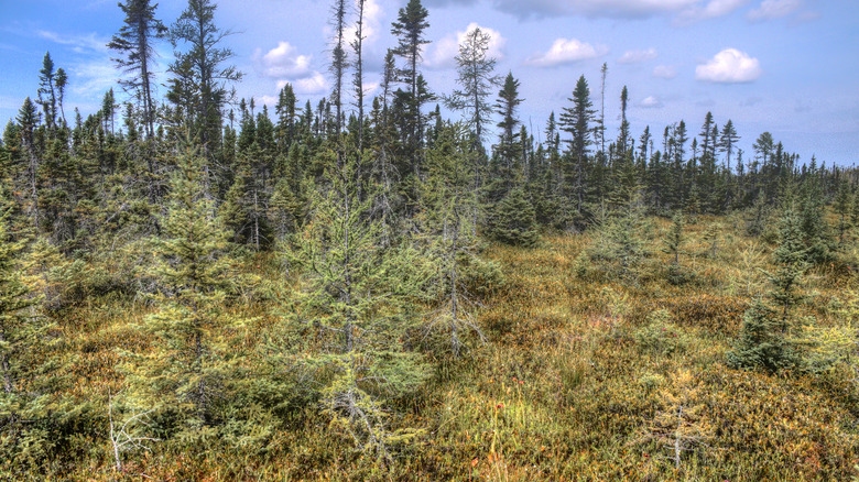 The forests at Big Bog State Recreation Area, featuring the largest bog in Minnesota