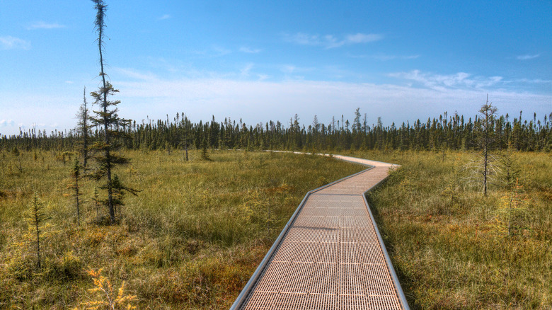 The boardwalk trail at Big Bog State Recreation Area, covering the largest bog in Minnesota