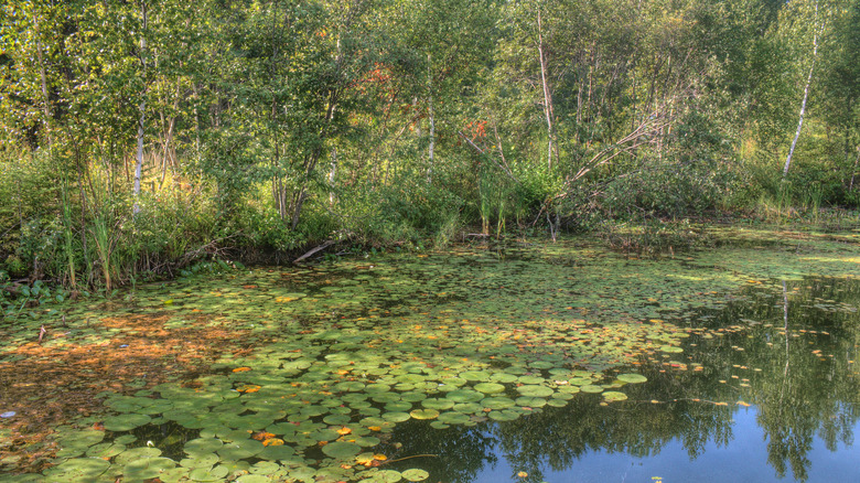 Lily pads along the wetlands at Minnesota's Big Bog State Recreation Area