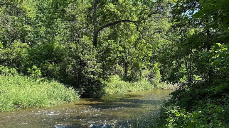 A stream in the forest at Forestville/Mystery Cave State Park